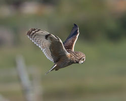 Short-eared Owl photographed at Colin Best NR [CNR] on 28/5/2013. Photo: © Mike Cunningham