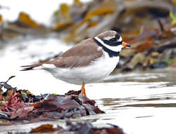 Ringed Plover photographed at L'Eree [LER] on 28/5/2013. Photo: © Mike Cunningham