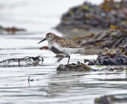 Dunlin photographed at L'Eree [LER] on 28/5/2013. Photo: © Mike Cunningham