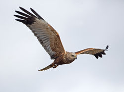 Marsh Harrier photographed at Claire Mare [CLA] on 28/5/2013. Photo: © Mike Cunningham