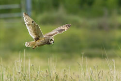 Short-eared Owl photographed at Colin Best NR [CNR] on 29/5/2013. Photo: © Anthony Loaring