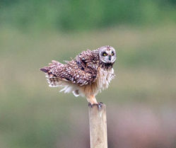 Short-eared Owl photographed at Colin Best NR [CNR] on 29/5/2013. Photo: © Mike Cunningham