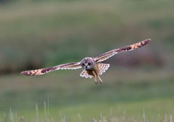 Short-eared Owl photographed at Colin Best NR [CNR] on 29/5/2013. Photo: © Mike Cunningham