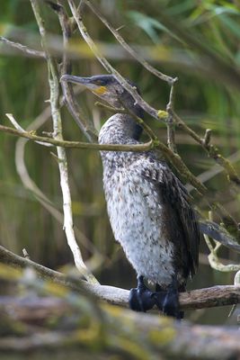 Cormorant photographed at Marias Nord on 28/5/2013. Photo: © Royston CarrÃ©