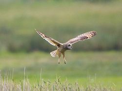 Short-eared Owl photographed at Colin Best NR [CNR] on 30/5/2013. Photo: © Royston CarrÃ©