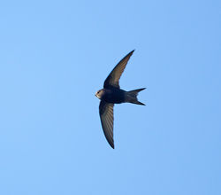 Swift photographed at Colin Best NR [CNR] on 28/5/2013. Photo: © Mike Cunningham