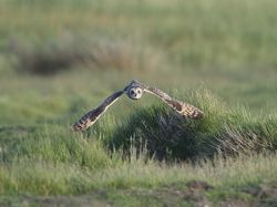 Short-eared Owl photographed at Colin Best NR [CNR] on 1/6/2013. Photo: © Royston CarrÃ©