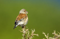 Linnet photographed at Fort Doyle [DOY] on 3/6/2013. Photo: © Anthony Loaring