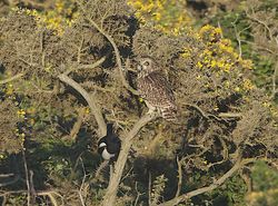 Short-eared Owl photographed at Colin Best NR [CNR] on 3/6/2013. Photo: © Royston CarrÃ©