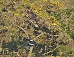 Short-eared Owl photographed at Colin Best NR [CNR] on 3/6/2013. Photo: © Royston CarrÃ©