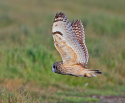 Short-eared Owl photographed at Colin Best NR [CNR] on 3/6/2013. Photo: © Mike Cunningham