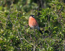 Bullfinch photographed at South Coast Cliffs on 5/6/2013. Photo: © Mike Cunningham