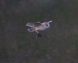 Barn Owl photographed at Chouet [CHO] on 6/6/2013. Photo: © Mike Cunningham