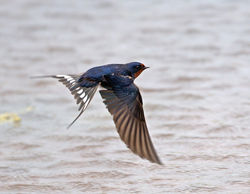 Swallow photographed at Claire Mare [CLA] on 13/6/2013. Photo: © Mike Cunningham