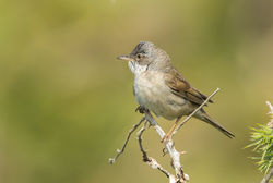 Whitethroat photographed at Fort Le Marchant [MAR] on 20/6/2013. Photo: © Anthony Loaring