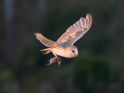 Barn Owl photographed at Chouet [CHO] on 25/6/2013. Photo: © Mike Cunningham