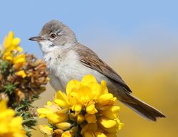 Whitethroat photographed at L'Ancresse Common on 4/6/2013. Photo: © Robert Atkinson