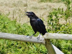 Raven photographed at Mt. Herault [MHE] on 8/7/2013. Photo: © Tracey Henry