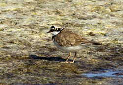 Little Ringed Plover photographed at Claire Mare [CLA] on 12/7/2013. Photo: © Anthony Loaring