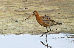 Black-tailed Godwit photographed at Claire Mare [CLA] on 22/7/2013. Photo: © Anthony Loaring