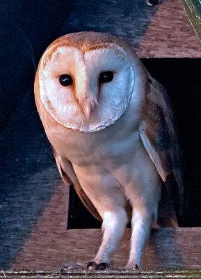 Barn Owl photographed at **** on 19/7/2013. Photo: © Mike Cunningham