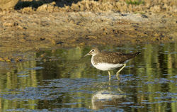 Green Sandpiper photographed at Claire Mare [CLA] on 23/7/2013. Photo: © Anthony Loaring