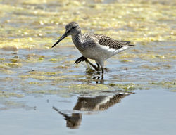Green Sandpiper photographed at Claire Mare [CLA] on 24/7/2013. Photo: © Mike Cunningham