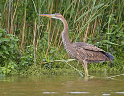 Purple Heron photographed at Rue des Bergers [BER] on 29/7/2013. Photo: © Mike Cunningham