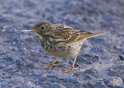 Meadow Pipit photographed at Fort Doyle [DOY] on 9/8/2013. Photo: © Karen Jehan