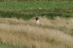 Hen Harrier photographed at Pleinmont on 15/8/2013. Photo: © Jay Friend