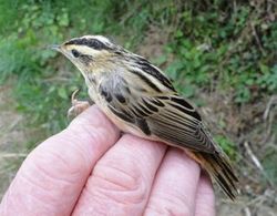 Aquatic Warbler photographed at Claire Mare [CLA] on 17/8/2013. Photo: © Michelle Hooper