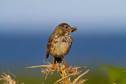 Meadow Pipit photographed at Fort Doyle [DOY] on 8/8/2013. Photo: © Dan Scott