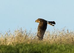 Hen Harrier photographed at Mont Herault on 18/8/2013. Photo: © Anthony Loaring