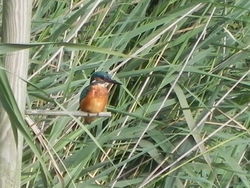 Kingfisher photographed at Rue des Bergers [BER] on 18/8/2013. Photo: © Tony Bisson