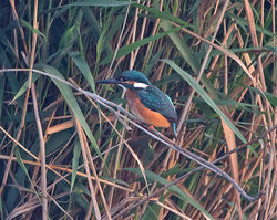 Kingfisher photographed at Rue des Bergers on 28/8/2013. Photo: © Mike Cunningham