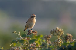 Whinchat photographed at Fort Le Marchant [MAR] on 28/8/2013. Photo: © Rod Ferbrache