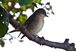 Pied Flycatcher photographed at Courtil de Bas, STS [CO1] on 29/8/2013. Photo: © Vic Froome