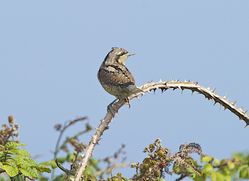 Wryneck photographed at Fort Le Marchant [MAR] on 29/8/2013. Photo: © Royston CarrÃ©