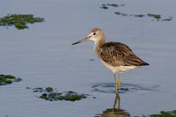 Greenshank photographed at Vale Pond [VAL] on 29/8/2013. Photo: © Rod Ferbrache