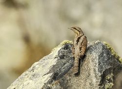 Wryneck photographed at Fort Le Marchant [MAR] on 31/8/2013. Photo: © Anthony Loaring
