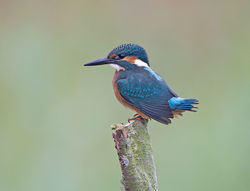 Kingfisher photographed at Rue des Bergers [BER] on 4/9/2013. Photo: © Mike Cunningham