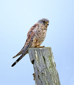 Kestrel photographed at Chouet [CHO] on 6/9/2013. Photo: © Mike Cunningham
