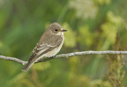 Spotted Flycatcher photographed at Vale Pond on 14/9/2013. Photo: © Anthony Loaring
