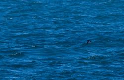 Balearic Shearwater photographed at Jaonneuse [JAO] on 20/9/2013. Photo: © Vic Froome