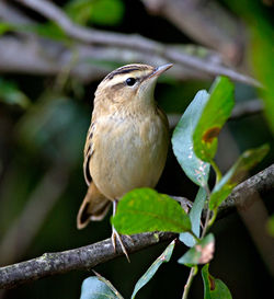 Sedge Warbler photographed at Rue des Bergers [BER] on 20/9/2013. Photo: © Mike Cunningham