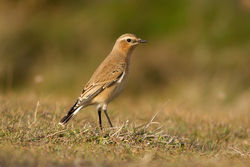 Wheatear photographed at Fort Doyle [DOY] on 20/9/2013. Photo: © Rod Ferbrache