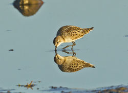 Little Stint photographed at Colin Best NR [CNR] on 23/9/2013. Photo: © Anthony Loaring