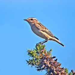 Whinchat photographed at Colin Best NR on 24/9/2013. Photo: © Mike Cunningham