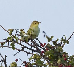 Melodious Warbler photographed at Bordeaux [BOR] on 24/9/2013. Photo: © Anthony Loaring