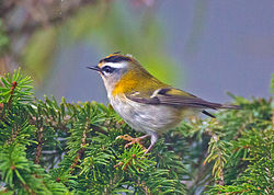Firecrest photographed at St Peter Port [SPP] on 26/9/2013. Photo: © Mike Cunningham